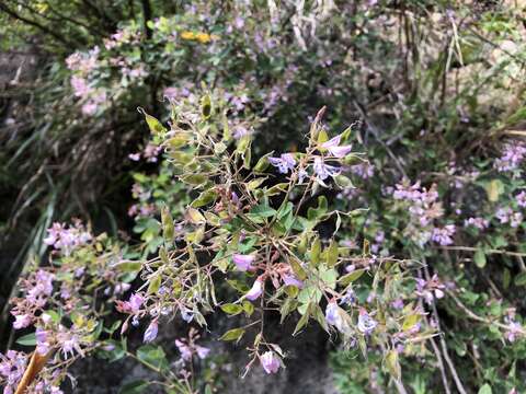 Image of Campylotropis macrocarpa (Bunge) Rehder