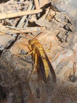 Image of Polistes flavus Cresson 1868