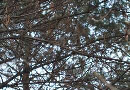 Image of Brown-eared Bulbul