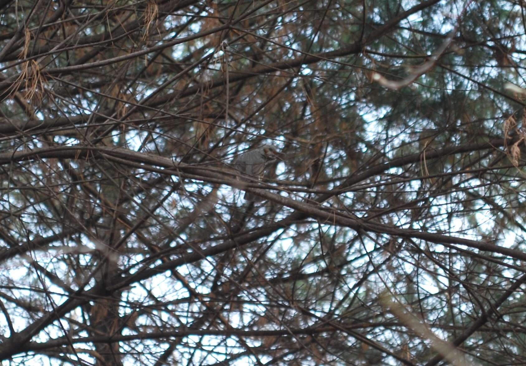 Image of Brown-eared Bulbul