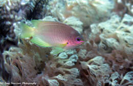 Image of Ambon damsel