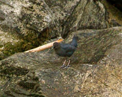 Image of American Dipper