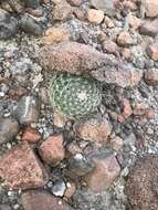 Image de Mammillaria brandegeei (J. M. Coult.) Engelm. ex K. Brandegee