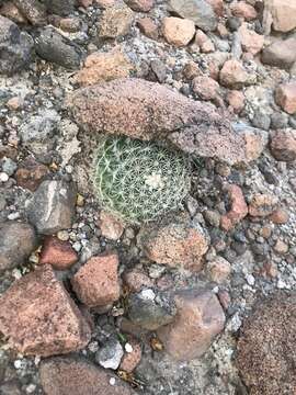 Image de Mammillaria brandegeei (J. M. Coult.) Engelm. ex K. Brandegee