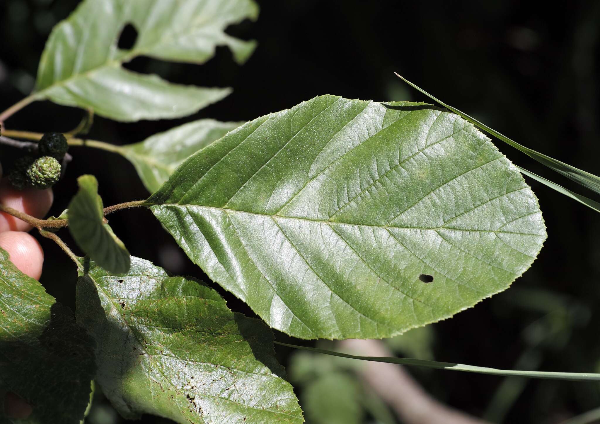 Plancia ëd Alnus serrulata (Aiton) Willd.