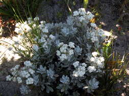 Petalacte coronata (L.) D. Don resmi