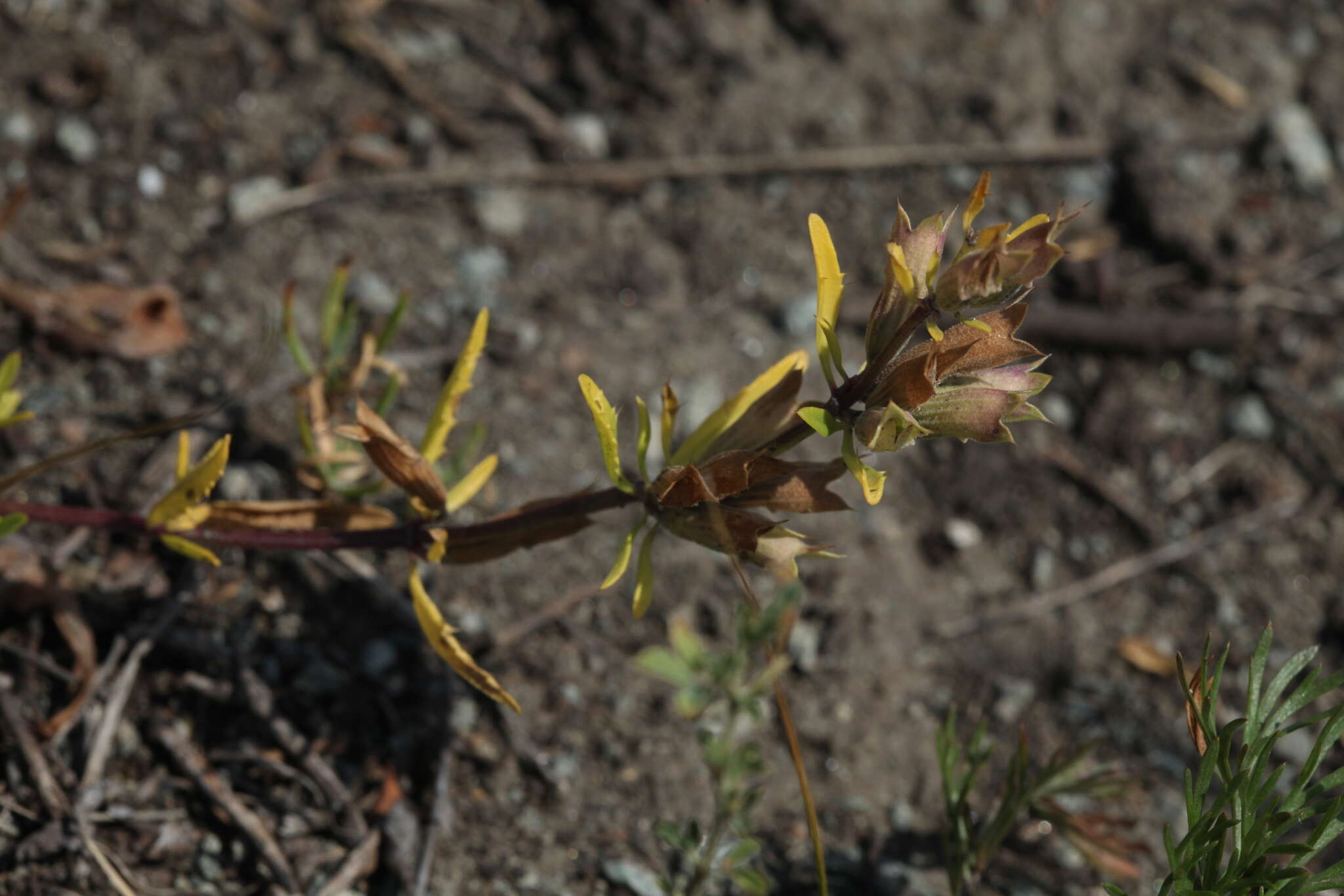 Image of Dracocephalum peregrinum L.