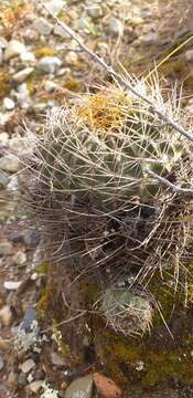 Echinopsis pentlandii (Hook.) Salm-Dyck ex A. Dietr. resmi