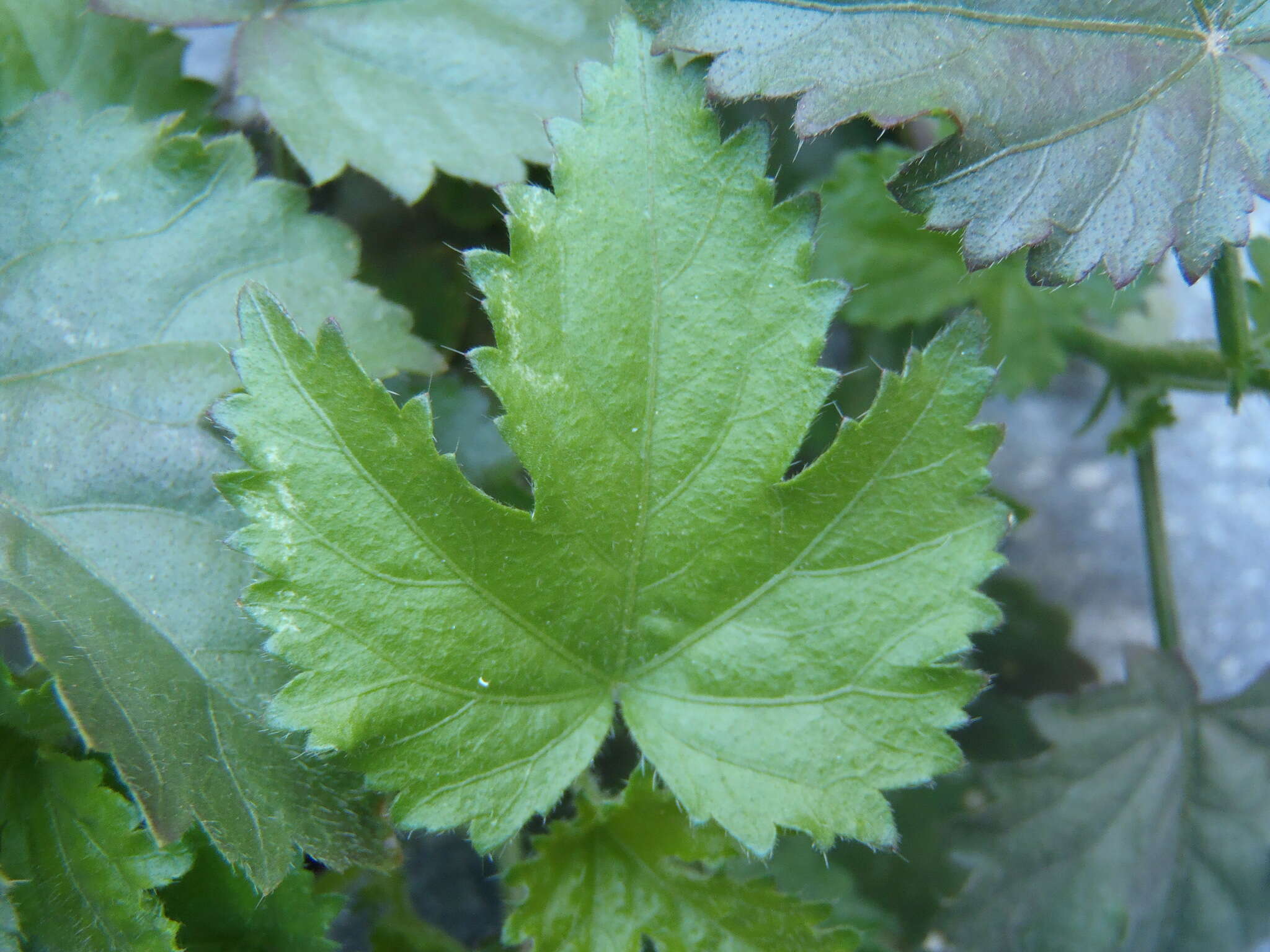 Image of Arizona rosemallow