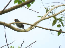 Image of Gray Seedeater