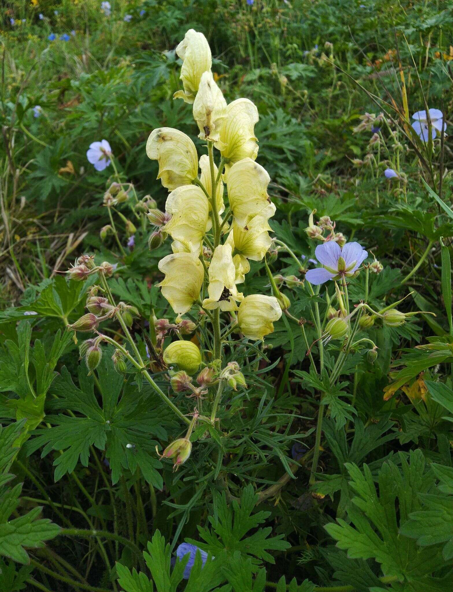 Aconitum anthora L.的圖片