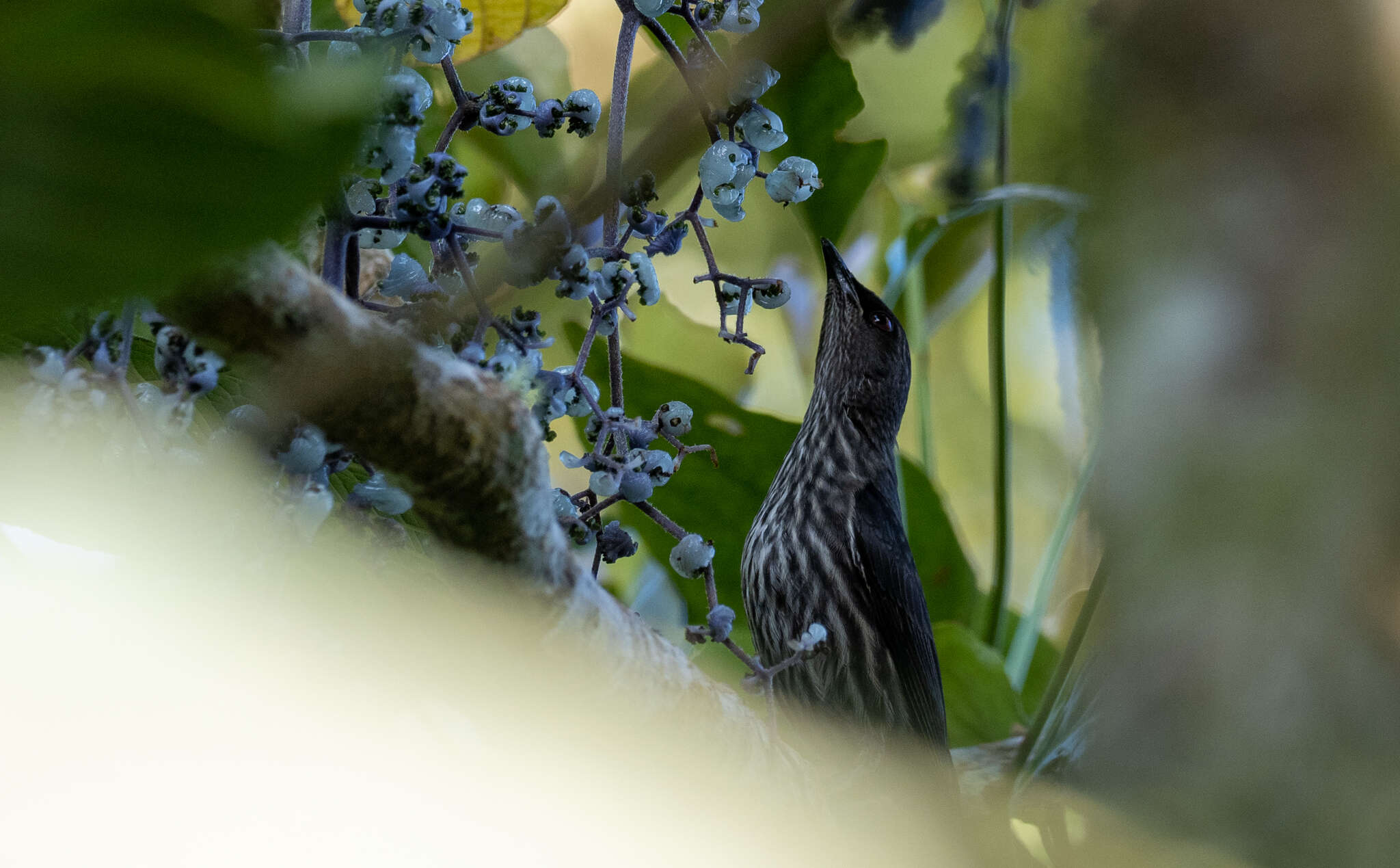 Image of Short-tailed Starling