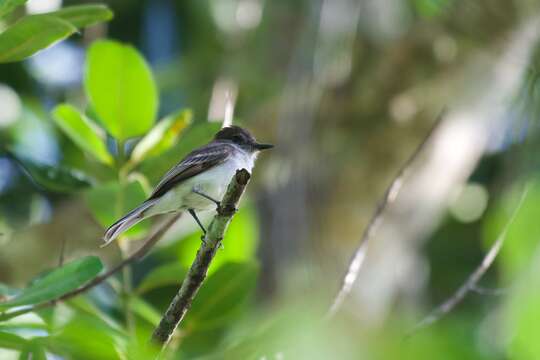 Image of Puerto Rican Flycatcher