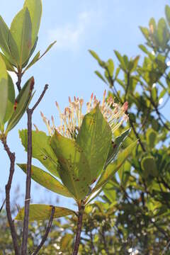 Plancia ëd Ixora francii Schltr. & K. Krause