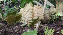 Image of resurrection fern