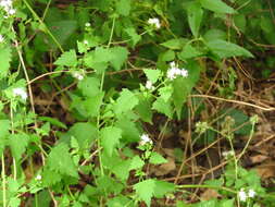 Plancia ëd Fleischmannia incarnata (Walt.) R. King & H. Rob.