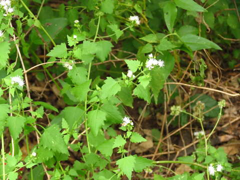 Image of pink thoroughwort