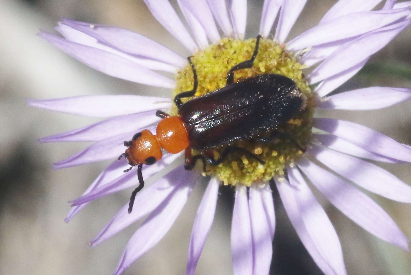 Image of Nemognatha (Pauronemognatha) nigripennis Le Conte 1853