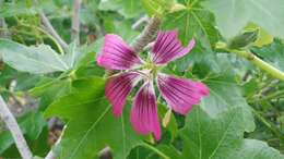 Imagem de <i>Malva assurgentiflora</i> subsp. <i>glabra</i> (Philbrick) M. F. Ray