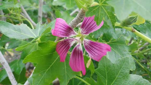 Imagem de <i>Malva assurgentiflora</i> subsp. <i>glabra</i> (Philbrick) M. F. Ray