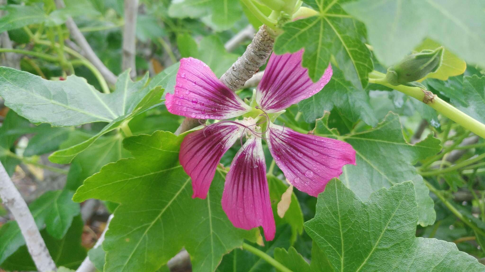 Imagem de <i>Malva assurgentiflora</i> subsp. <i>glabra</i> (Philbrick) M. F. Ray