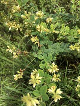 Image of hairy lespedeza