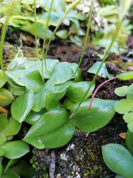 Imagem de Holothrix parviflora (Lindl.) Rchb. fil.