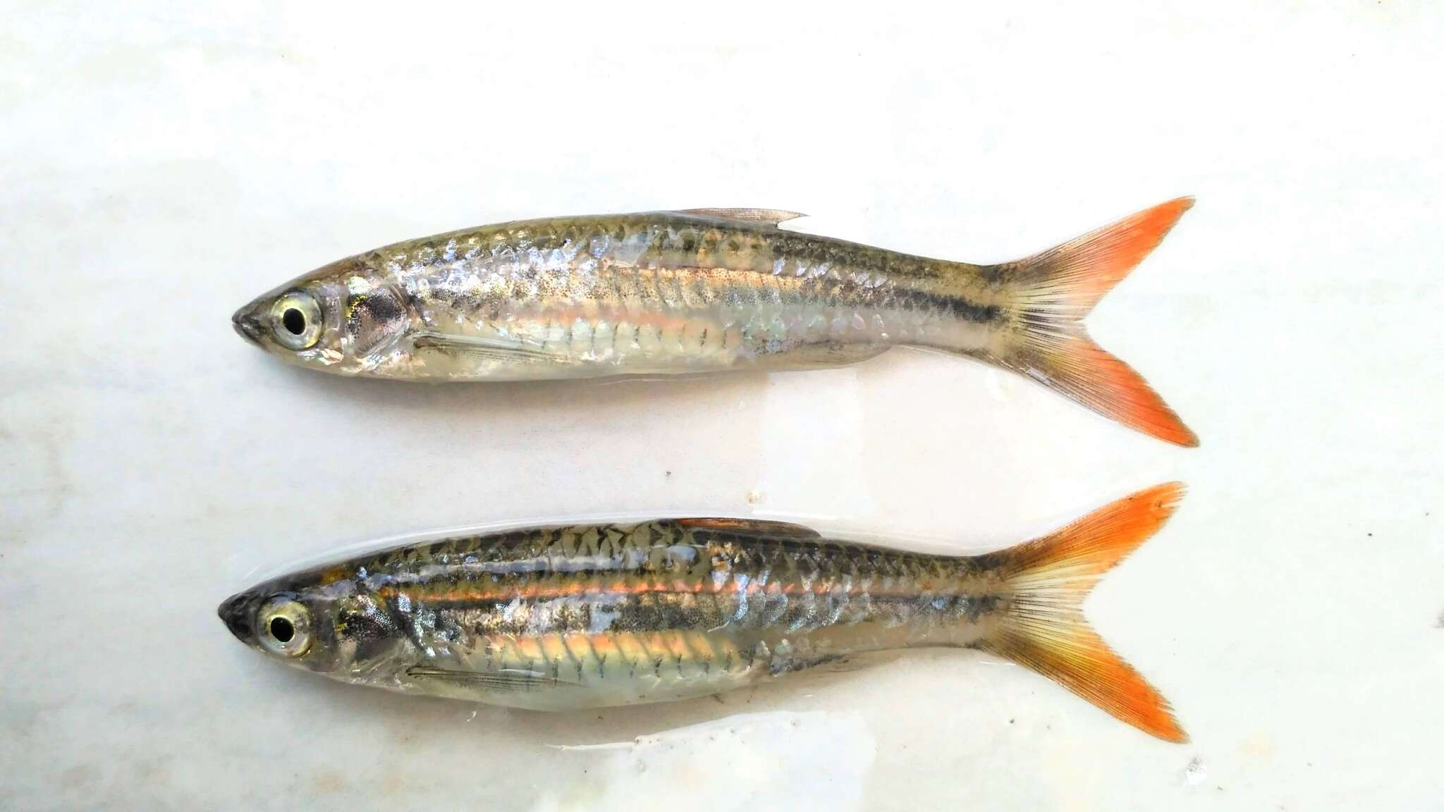 Image of Southeast Asian yellowtail rasbora