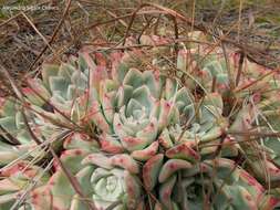 Sivun Echeveria chihuahuaensis v. Poelln. kuva