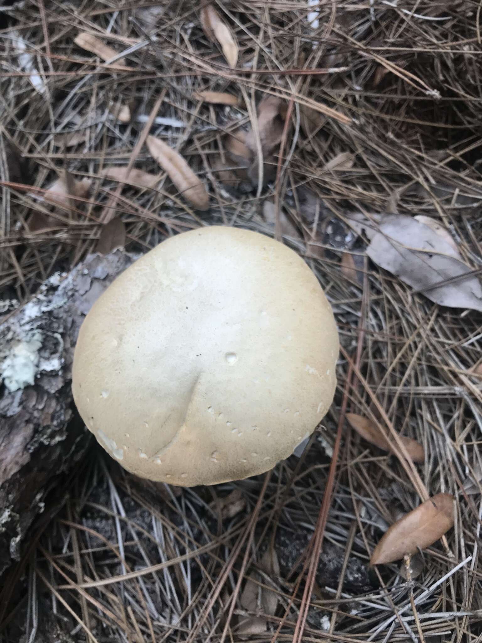 Image of Pale bitter bolete