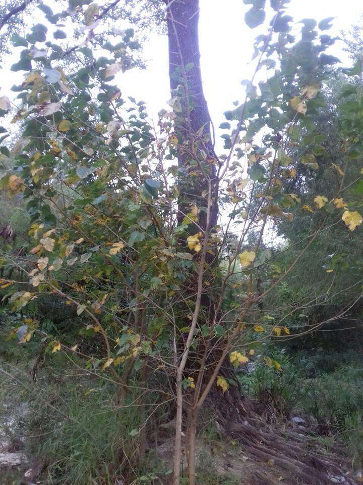 Image of black mulberry