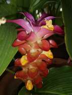 Image de Curcuma roscoeana Wall.