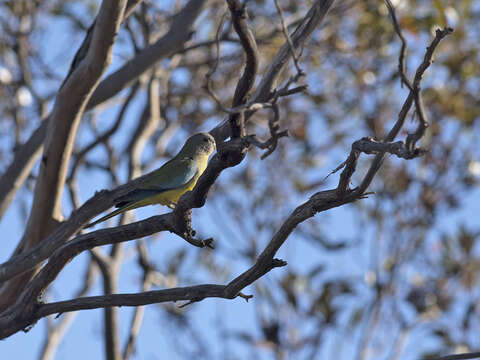 Image of scarlet-chested parrot