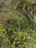 Image de Erigeron lonchophyllus Hook.