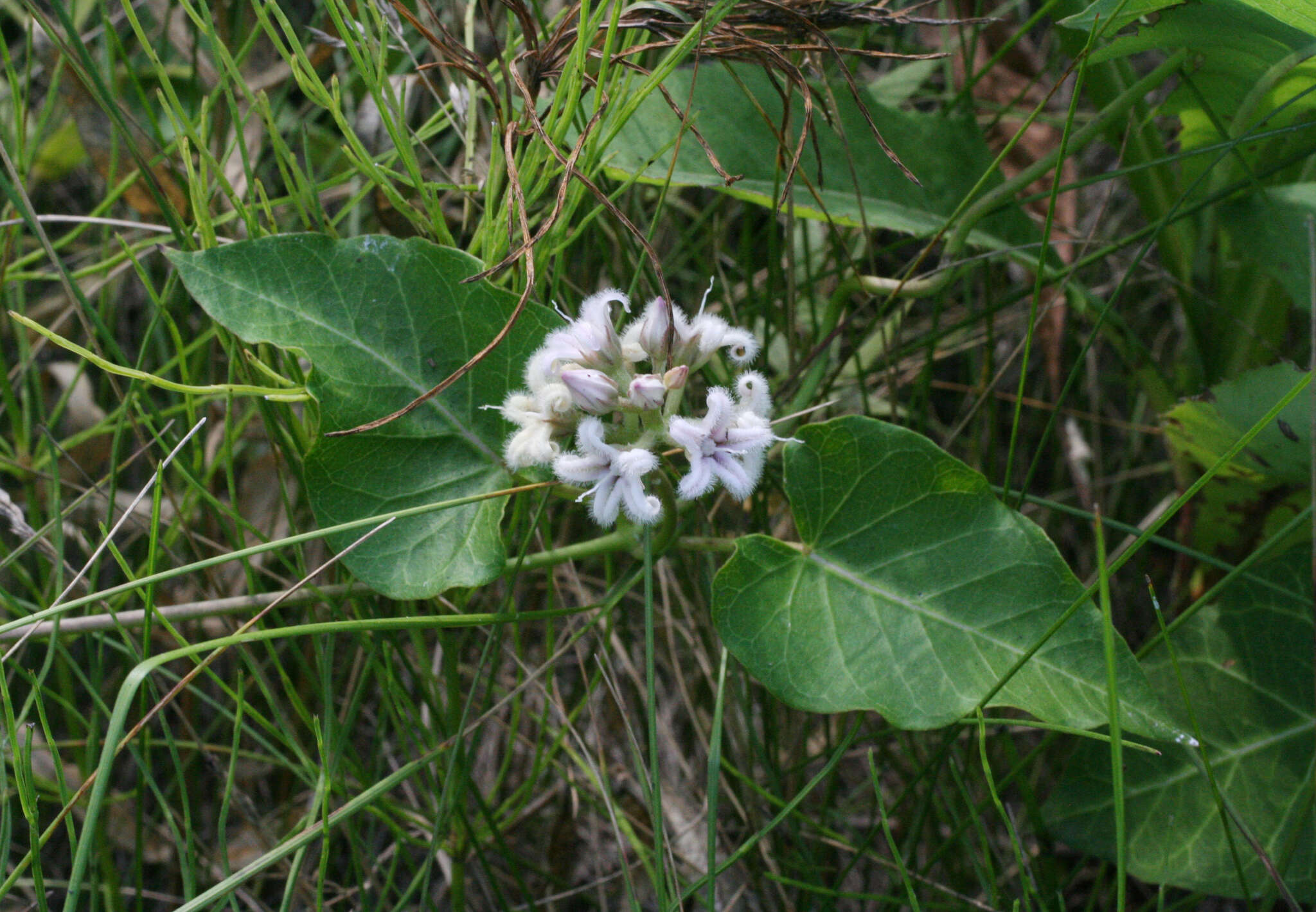 Image of Cynanchum rostellatum (Turcz.) Liede & Khanum