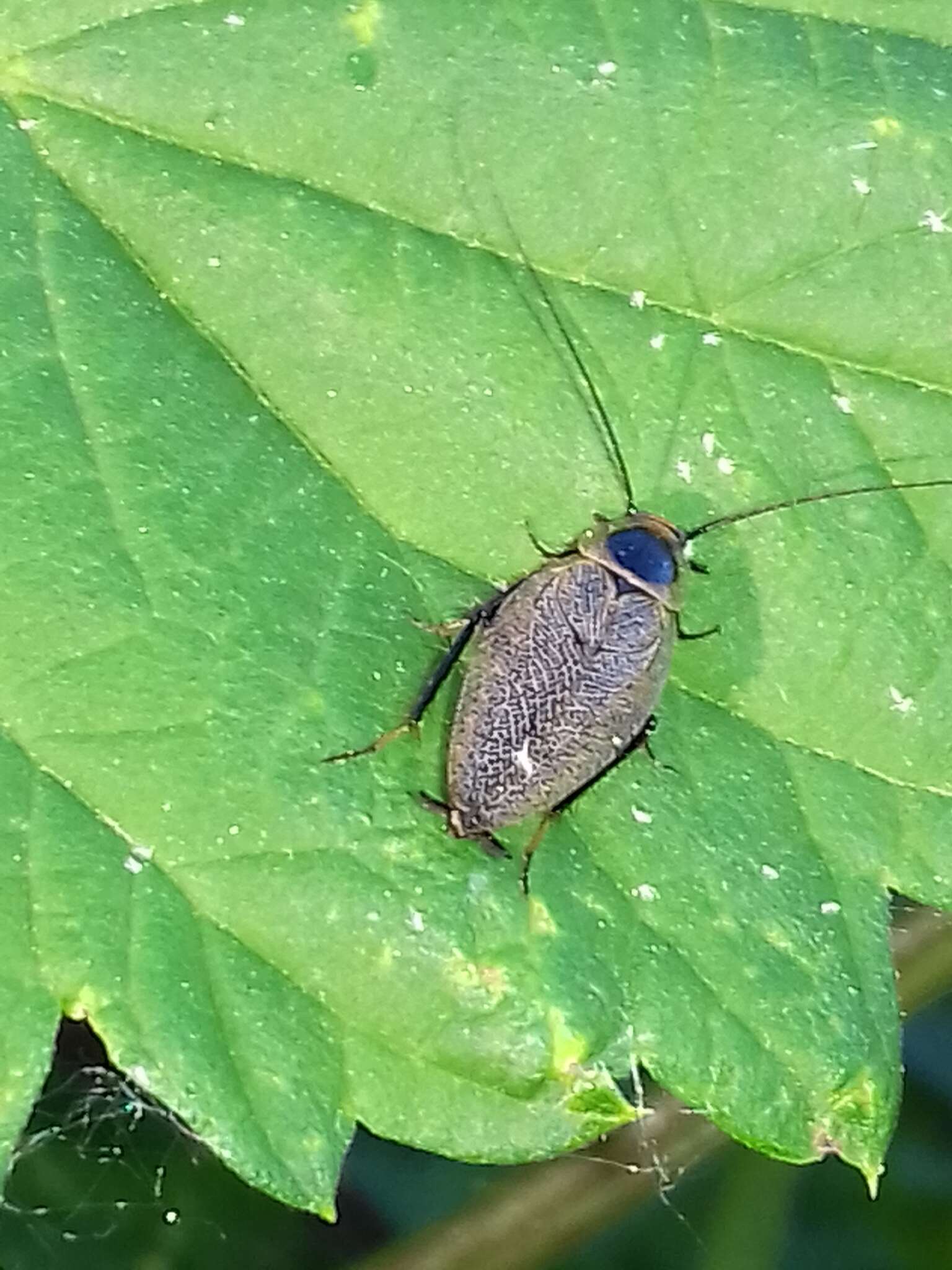 Image of Ectobius (Ectobius) erythronotus Burr 1898