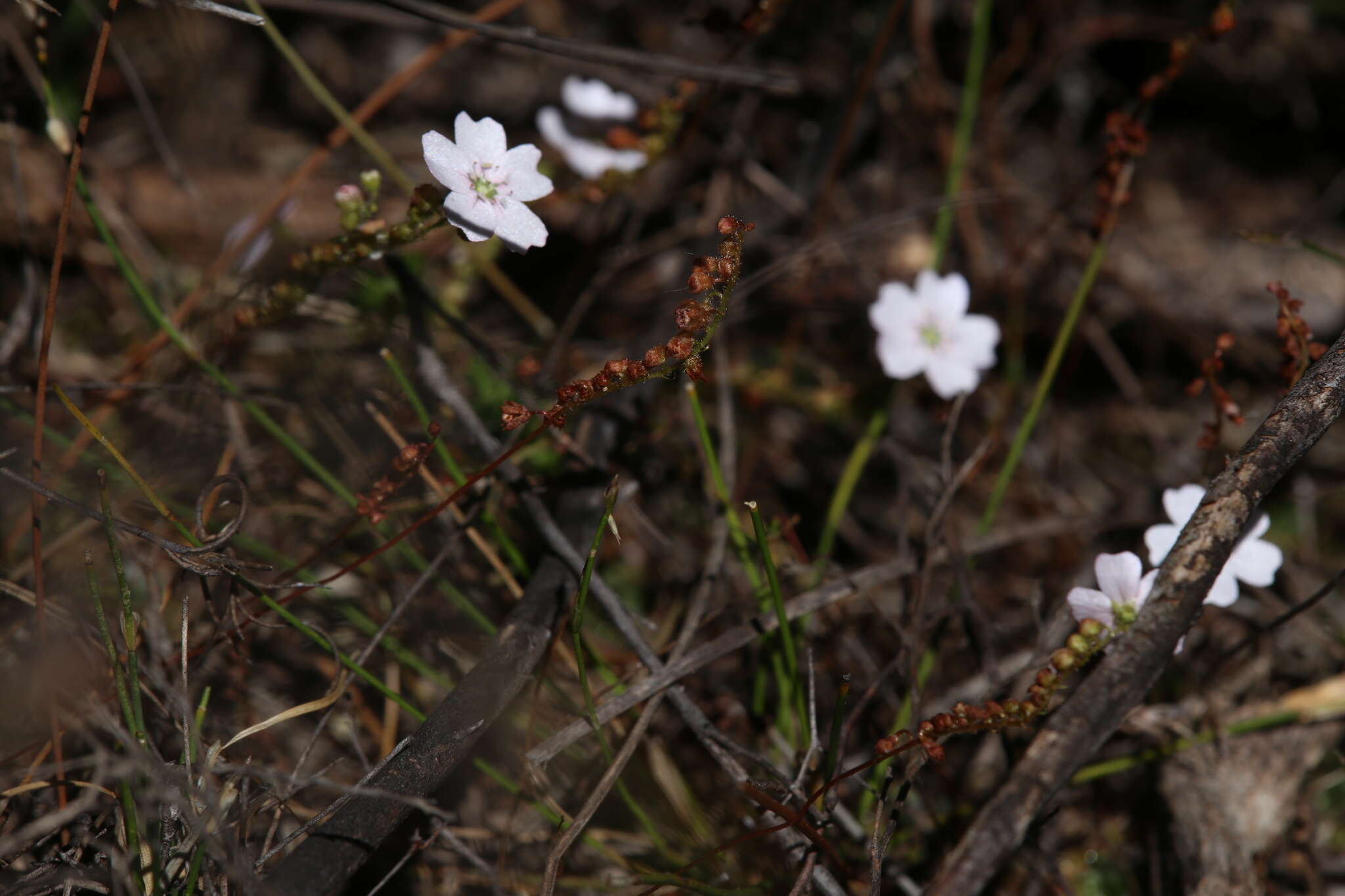 Image of Drosera mannii Cheek