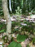 Слика од Platanthera orbiculata var. macrophylla (Goldie) Luer