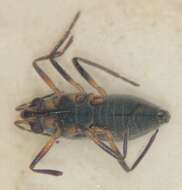 Image of Microvelia buenoi Drake 1920
