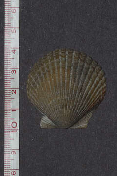 Image of circular scallop