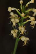 Platanthera pallida P. M. Br. resmi