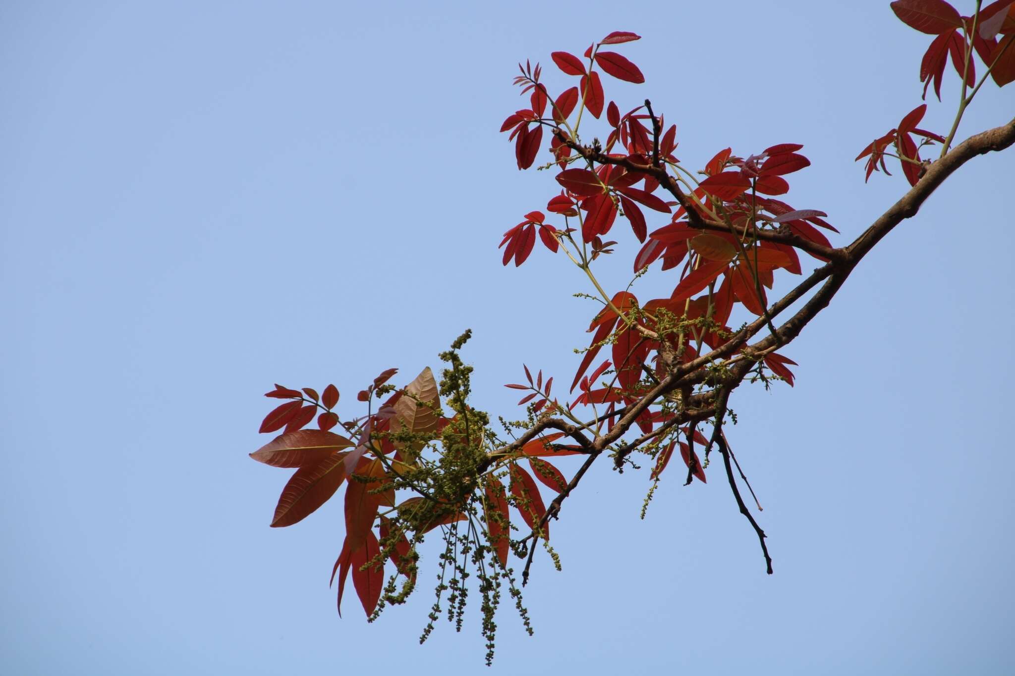 Image of lac tree