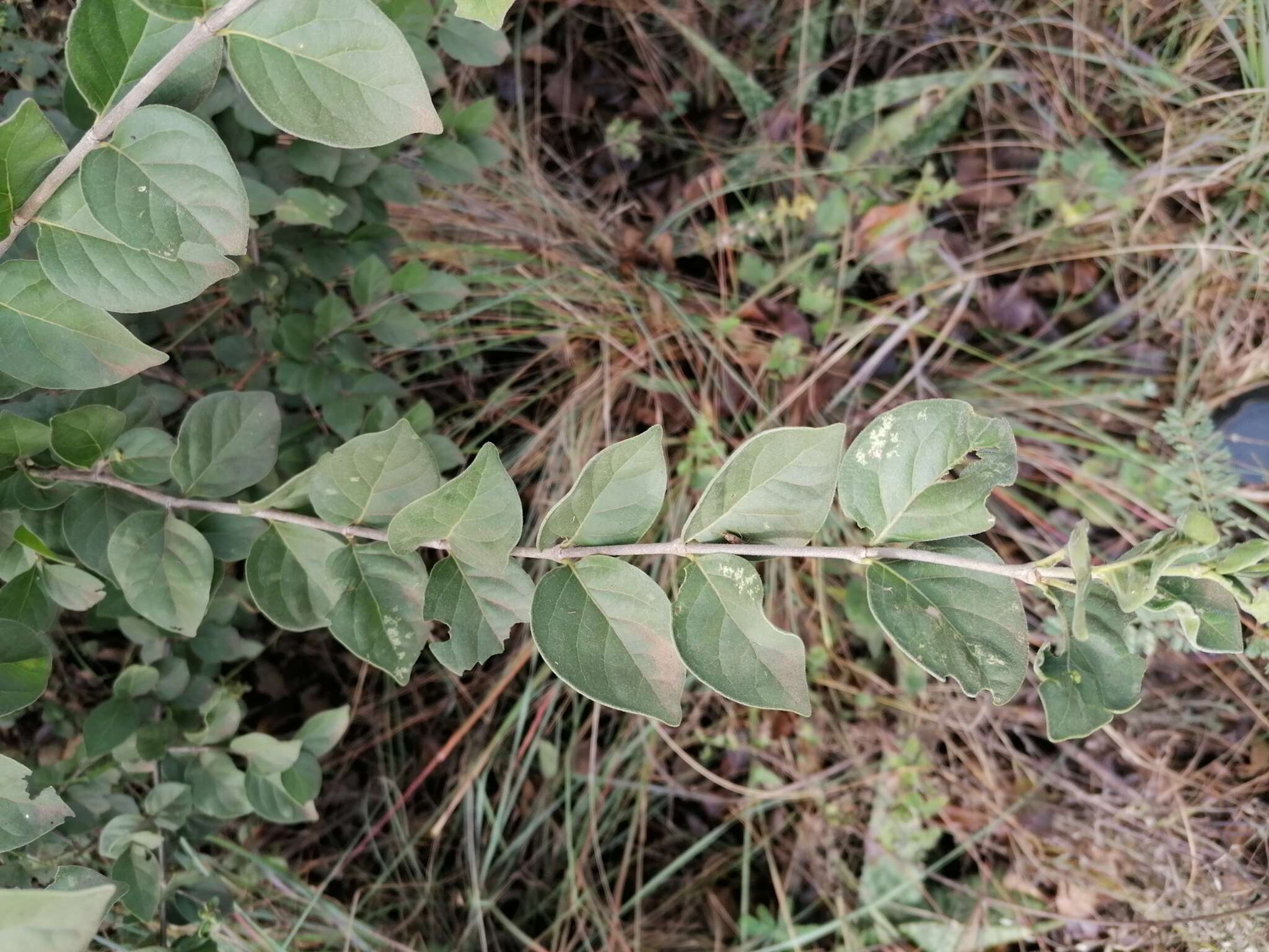 Image of Afrocanthium gilfillanii (N. E. Br.) Lantz