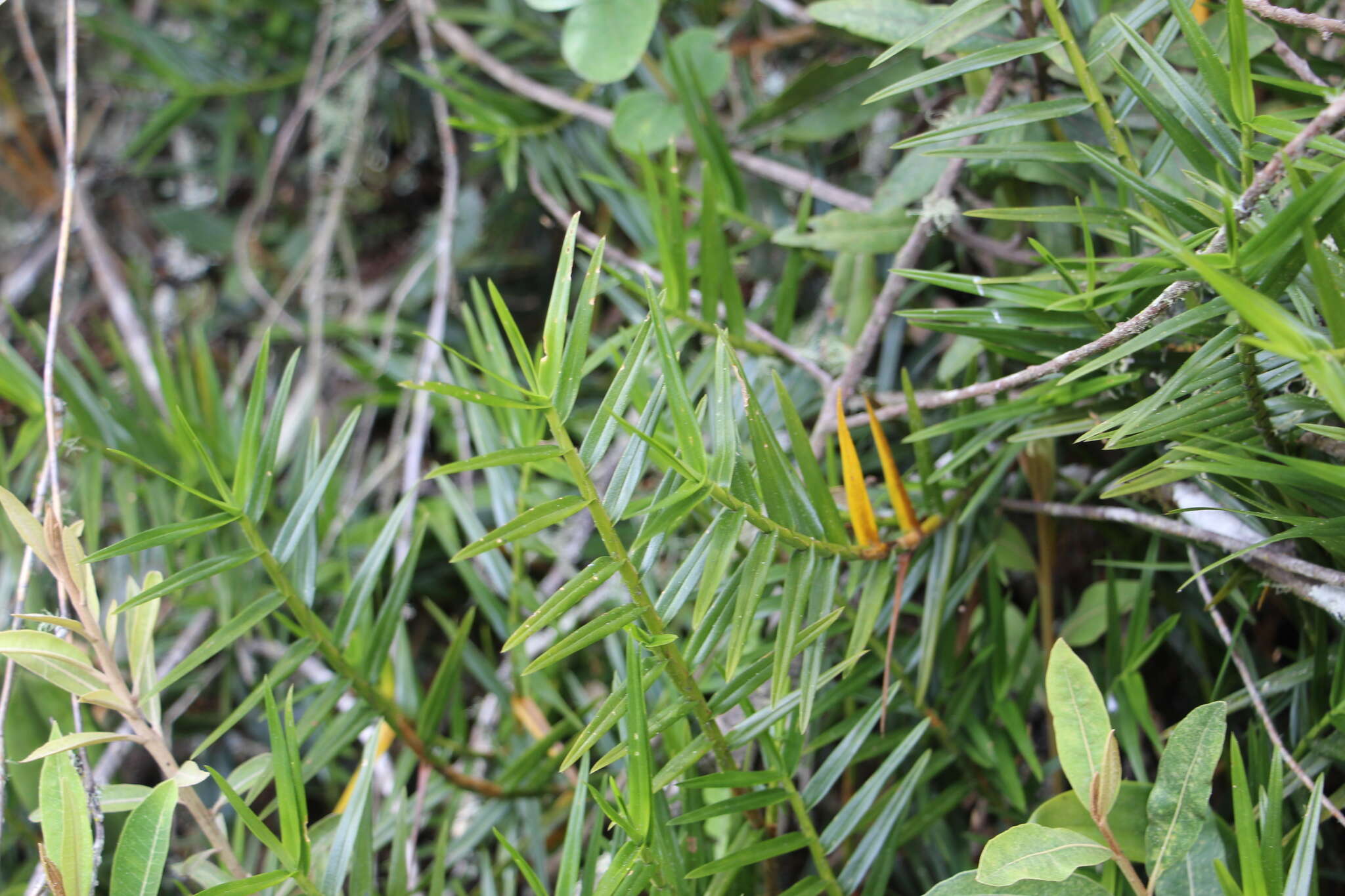 Image of Maxillaria graminifolia (Kunth) Rchb. fil.