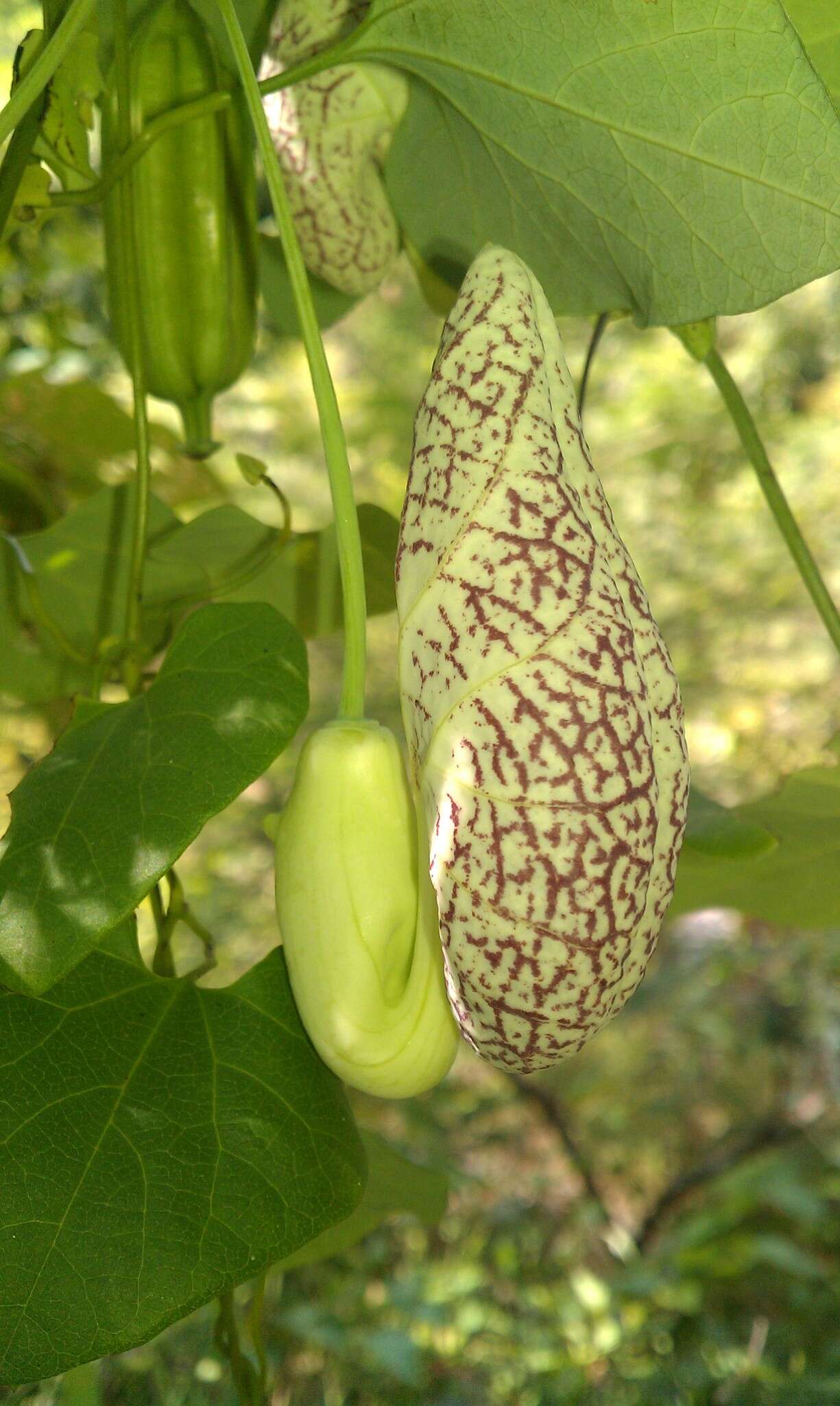 صورة Aristolochia elegans Mast.