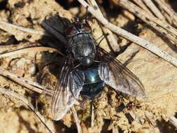 Image of Calliphora uralensis Villeneuve 1922