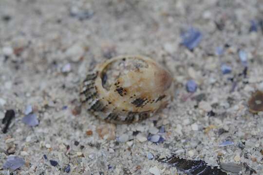 Image of prickly limpet