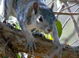 Image of Collie's Squirrel