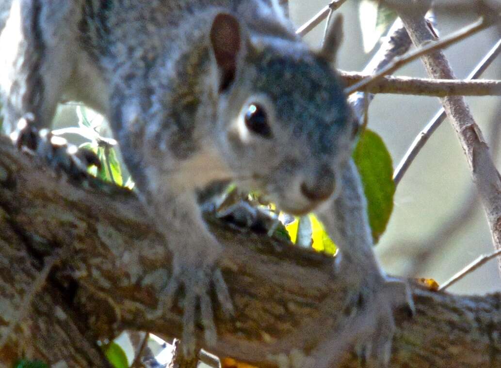 Image of Collie's Squirrel