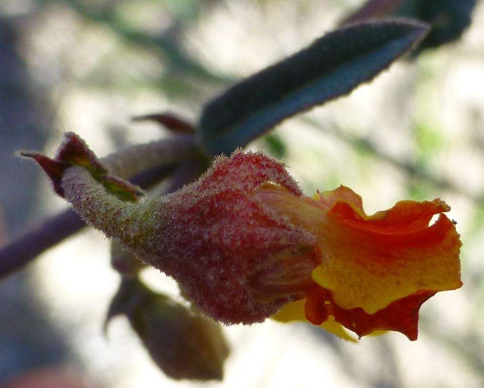 Image of Hermannia cuneifolia var. cuneifolia